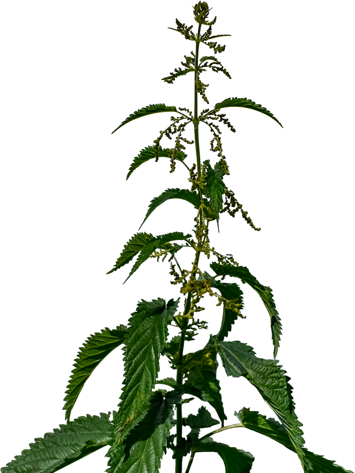 Common Nettle Plant