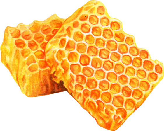 Watercolor Honeycomb Illustration