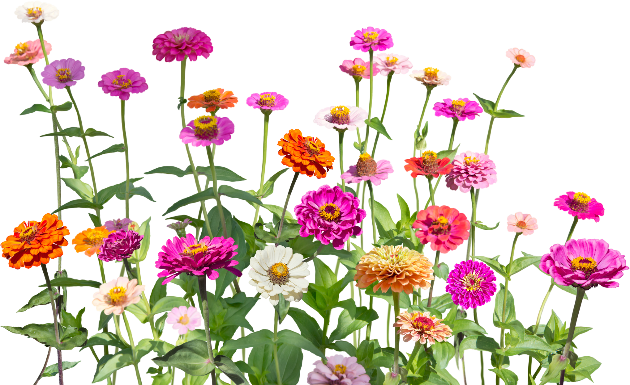 Blooming Zinnias Illustration